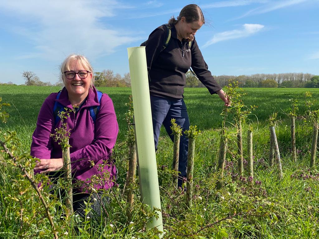 village_sam's tweet image. Don&apos;t forget to get out and talk to your hedges this week, and whilst you&apos;re chatting take a moment to check if they could benefit from some additional mulching and weeding.  #NationalHedgerowWeek #treewardens