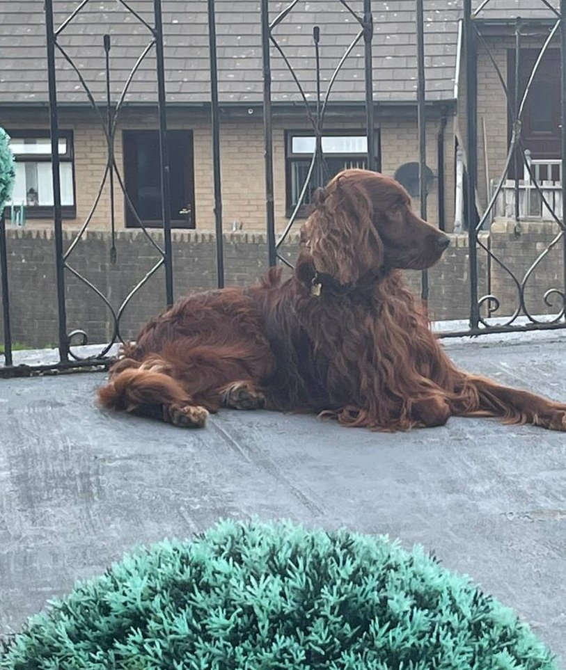 comfy_cards's tweet photo. I'm becoming a big boy, like my brother.🐾🐾🙂 This is where he lies on the balcony and I like it too. I'm being good and just catching some air while watching people.🙂 #irishsetters #BarneyTheIrishSetter #BarneyBops https://t.co/KqOR4X4REa