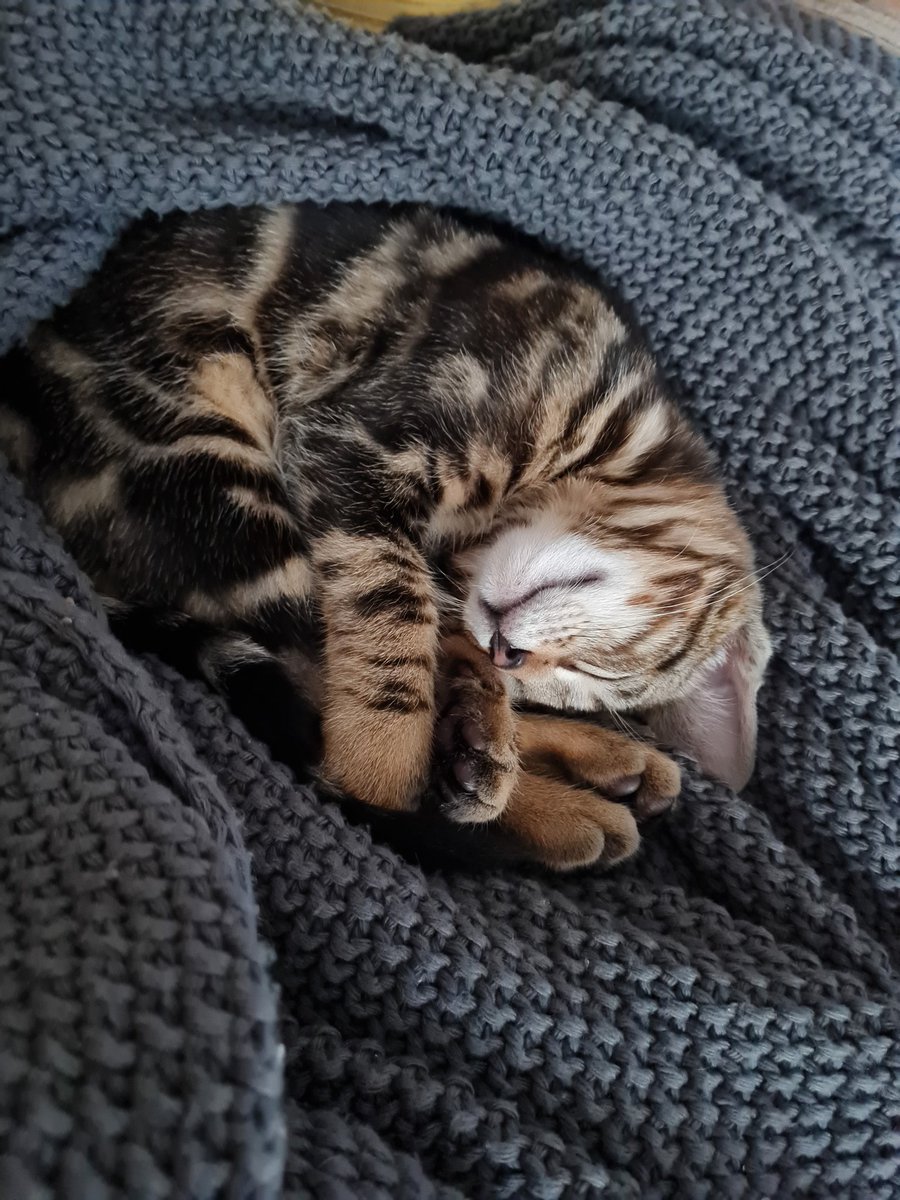 OzoneCookie tweet media