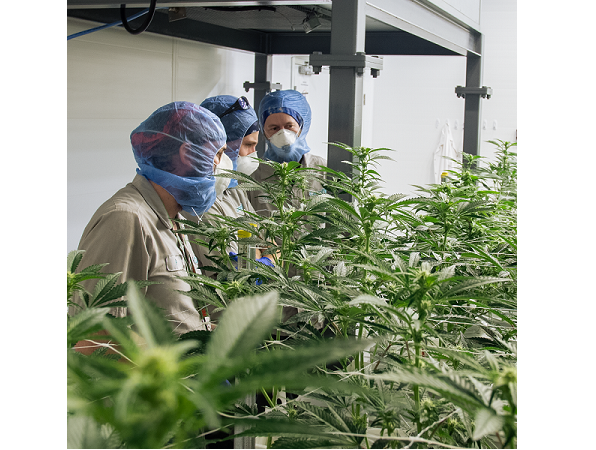 MMJ_Daily's tweet photo. CAN (ON): #WeedMD to acquire CannTx Life Sciences @WeedMD
https://t.co/Jd3zXchuus https://t.co/v25hjvVy6z