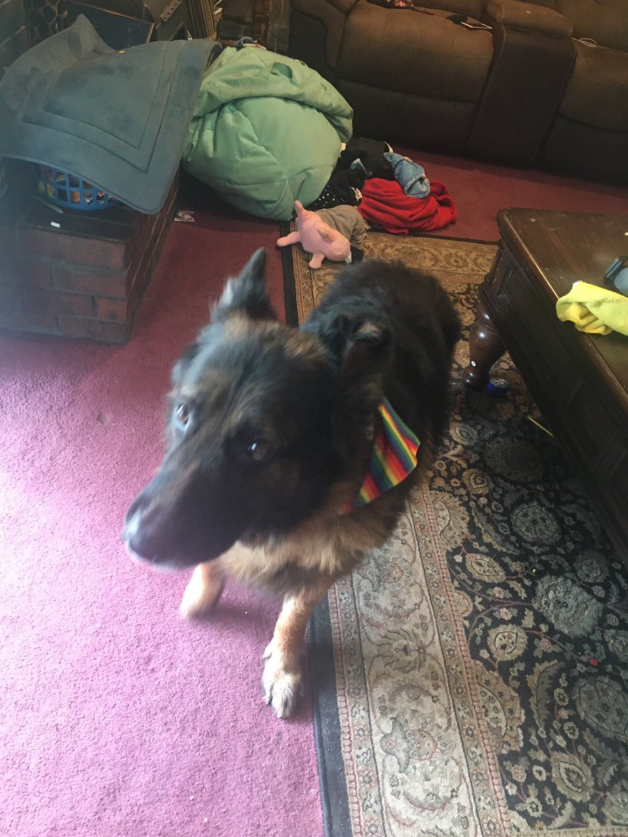 Sam_pupper402's tweet photo. 🏳️‍🌈 https://t.co/o12IT1ZGaO