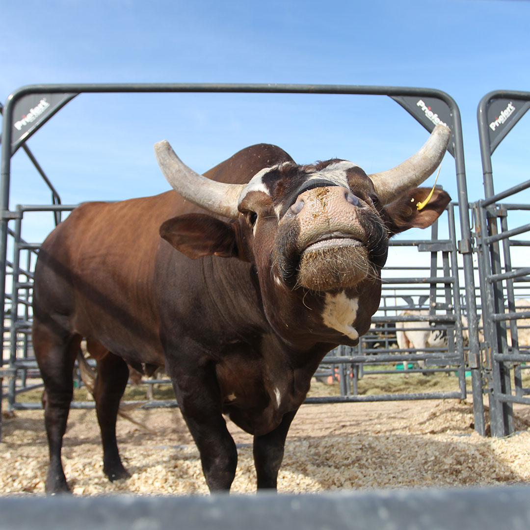PBR's tweet photo. Smile! It's Bushwacker's birthday 🎉 https://t.co/hCTeH8B6A7