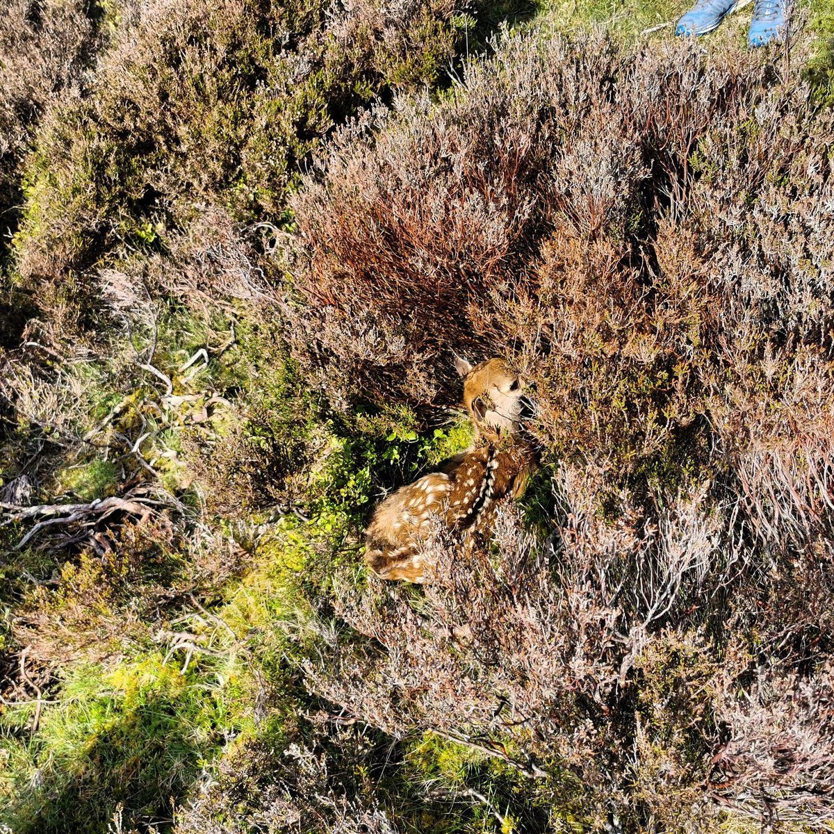 GoneWalking4's tweet photo. Very nearly stepped on this poor little fella along the wicklow way who had obviously frozen still in the heather.

We left him alone as quickly as possible so as he could safely return to the nearby herd of deer who were looking on anxiously.

Photo credit - Ben Scott https://t.co/PZ1pYFQ8Jp