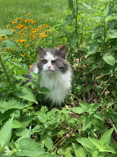 This beautiful boy is such a laid back sweetheart and so easy 2 work with! He was blessed 2 b rescued by Purrfect Friends Cat Rescue in Cincinnati and adopted in2 a loving family! #ShelterToStar #ReelRescues @Megan_KateH <a href="/ReelRescues/">Reel Rescues</a> <a href="/PurrfectFriends/">PurrfectFriendsCincy</a>