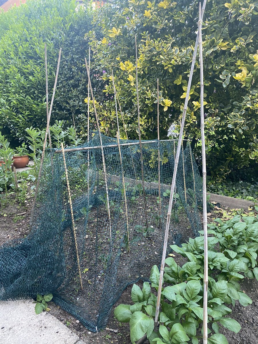 vicarshusband1's tweet photo. Pottering in the veg patch.  #talessfromthevicarage. #vicarshusband #gardensworld #hopeitgrows https://t.co/wJCYTzsrZW