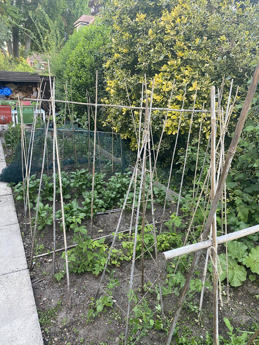 vicarshusband1's tweet photo. Pottering in the veg patch.  #talessfromthevicarage. #vicarshusband #gardensworld #hopeitgrows https://t.co/wJCYTzsrZW