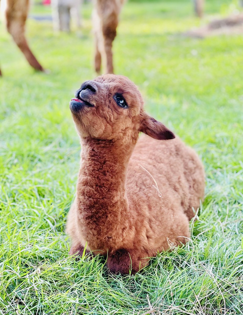 SmajlaG's tweet photo. Náš nový přírůstek 🥰 https://t.co/l0Pr9lB6xt