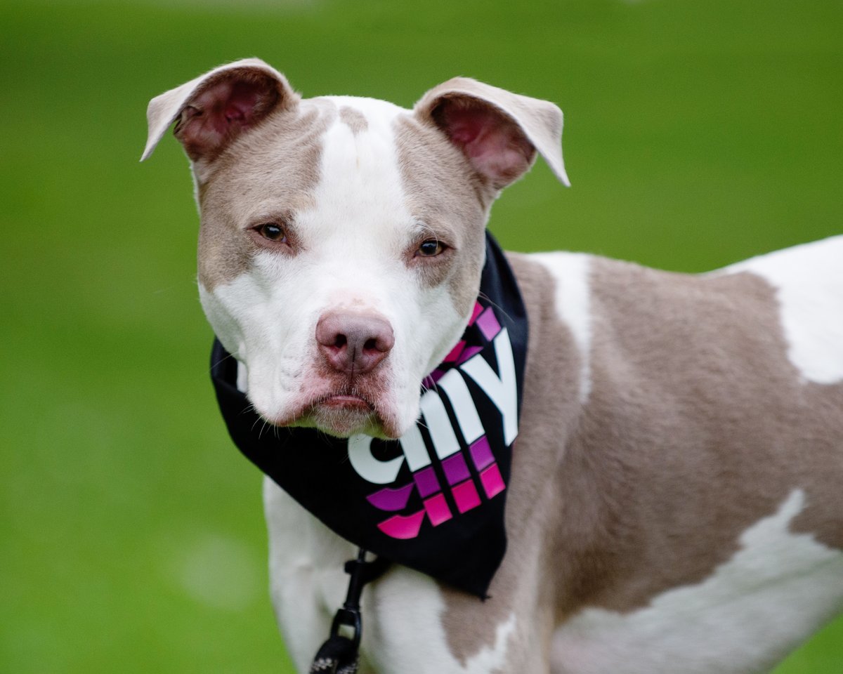 This sweet boy was found by a staff member abandoned in one of our play yards. Adam has so much love to give &amp; is hoping to find a family who has all the love to give him in return. Come meet him at our West Chester campus. More info &amp; all adoptables here: bvspca.org/adopt/
