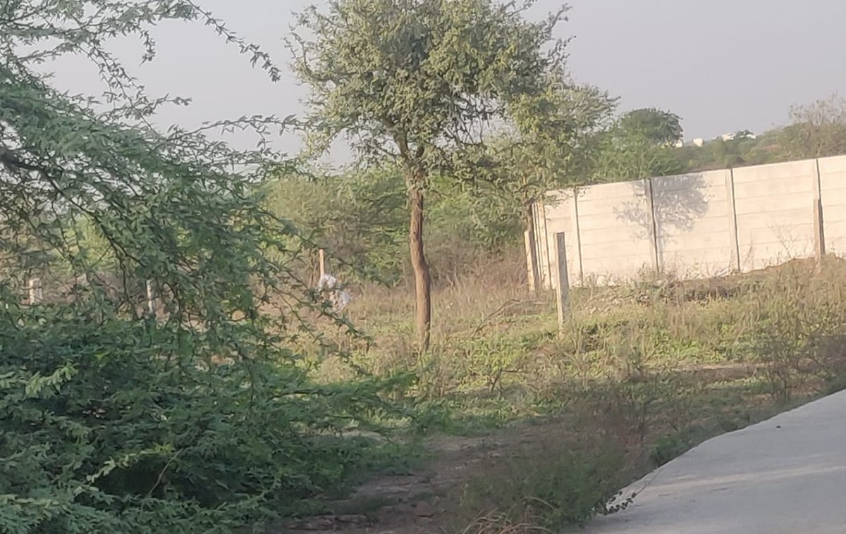 DlfPhase's tweet photo. New encroachments and now tress being cut down in Aravali biodiversity park. It's a shame how the authorities just ignore such matters. @MunCorpGurugram @DC_Gurugram @moeff @kMakrandIAS @SaveAravali @htTweets @IpsitaTOI @anilvijminister https://t.co/E5jDRQKarz https://t.co/J73FytHbCI