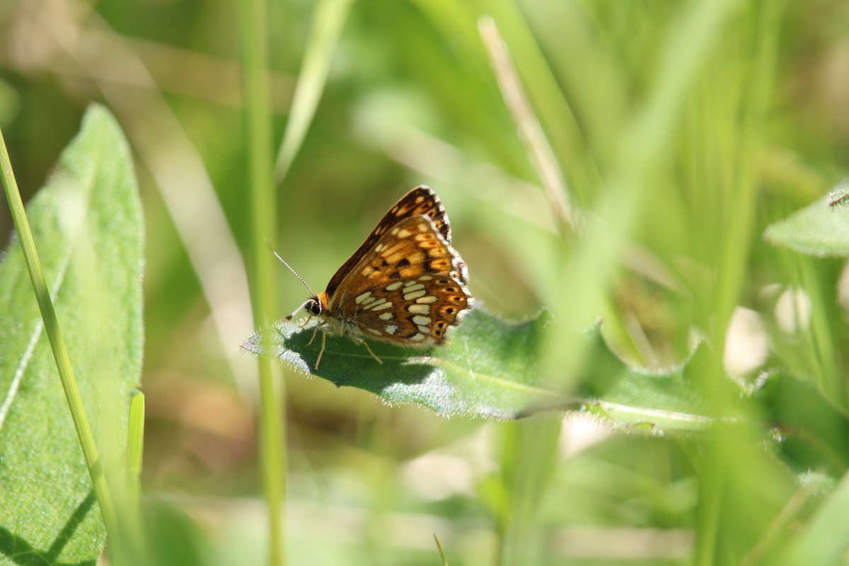 MissSmith07's tweet photo. @BBCSpringwatch inspired us to go out chasing butterflies. This is a small sample of what I managed to capture 😁. Small Blue, Common Blue and Duke of Burgundy. 🦋 #Springwatch https://t.co/kFYW2MRpgv