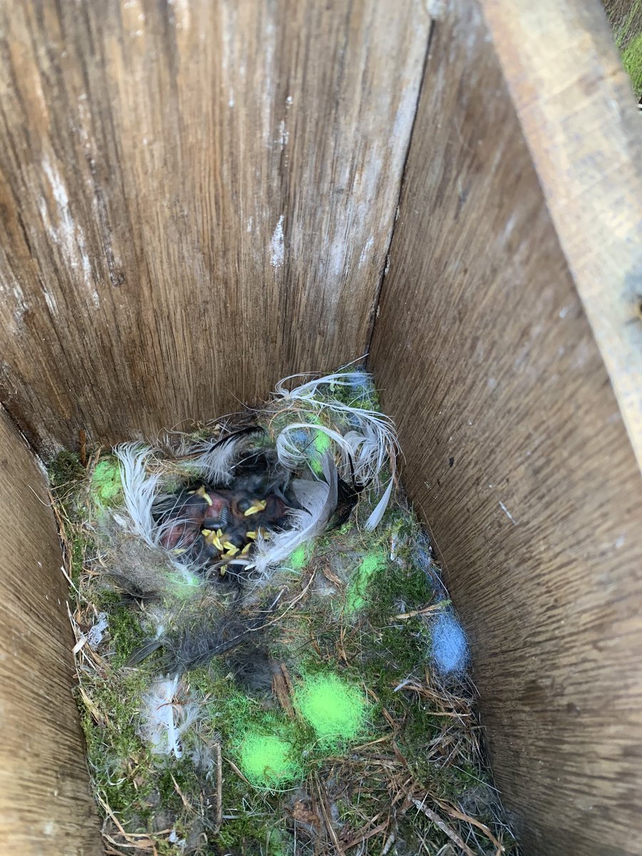 elise261's tweet photo. @BBCSpringwatch blue tit nest in our bird box. Unfortunately down to 1 parent now tho 😓 https://t.co/5jceKNPfEM