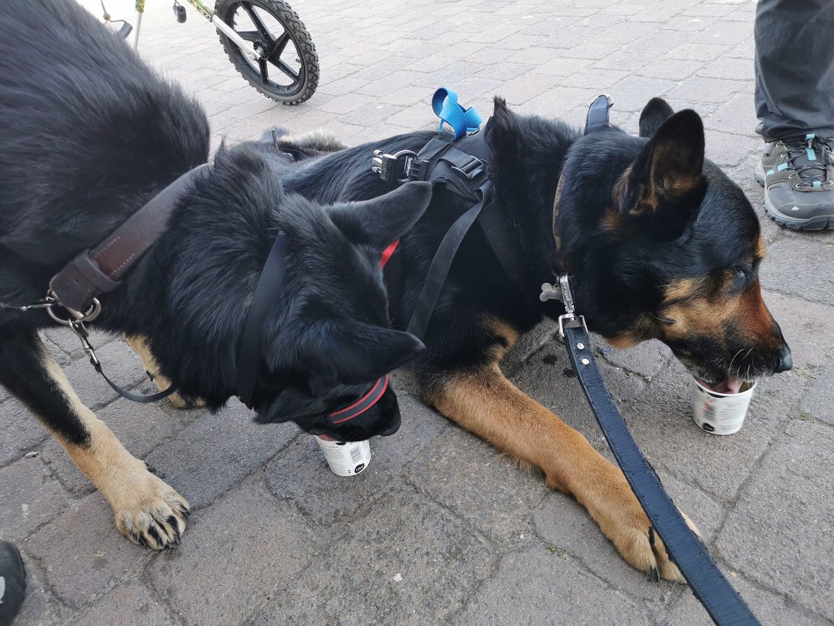 RPD Rebel tweet media