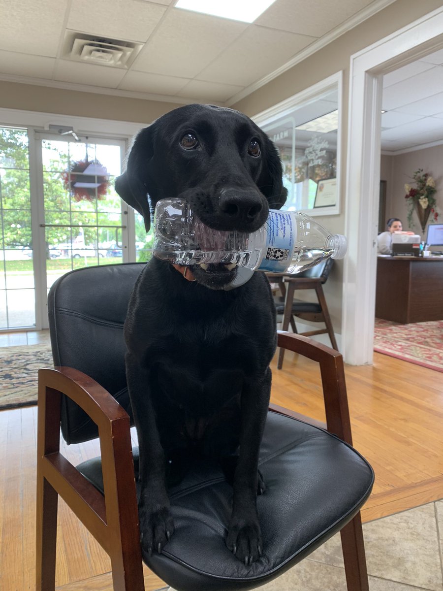 ScottLemingSF's tweet photo. The heat is coming! Swing by our office and grab a cold bottle of water from our office dog, Oakleigh!☀️ https://t.co/QfUqB4wjs0