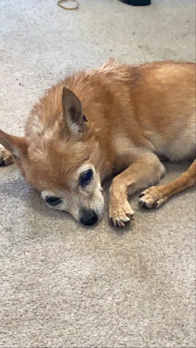 he has two beds but the old man continues to sleep on the floor https://t.co/1K4mhLg9sD 