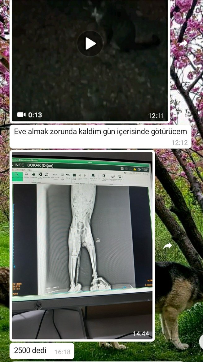 hzl litoris tweet media