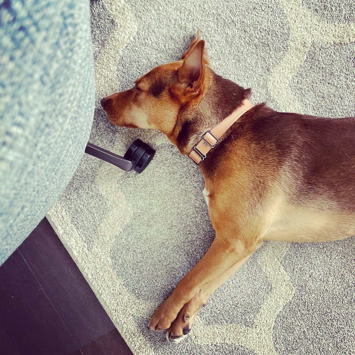 In the category of high-risk pup napping, I submit this.