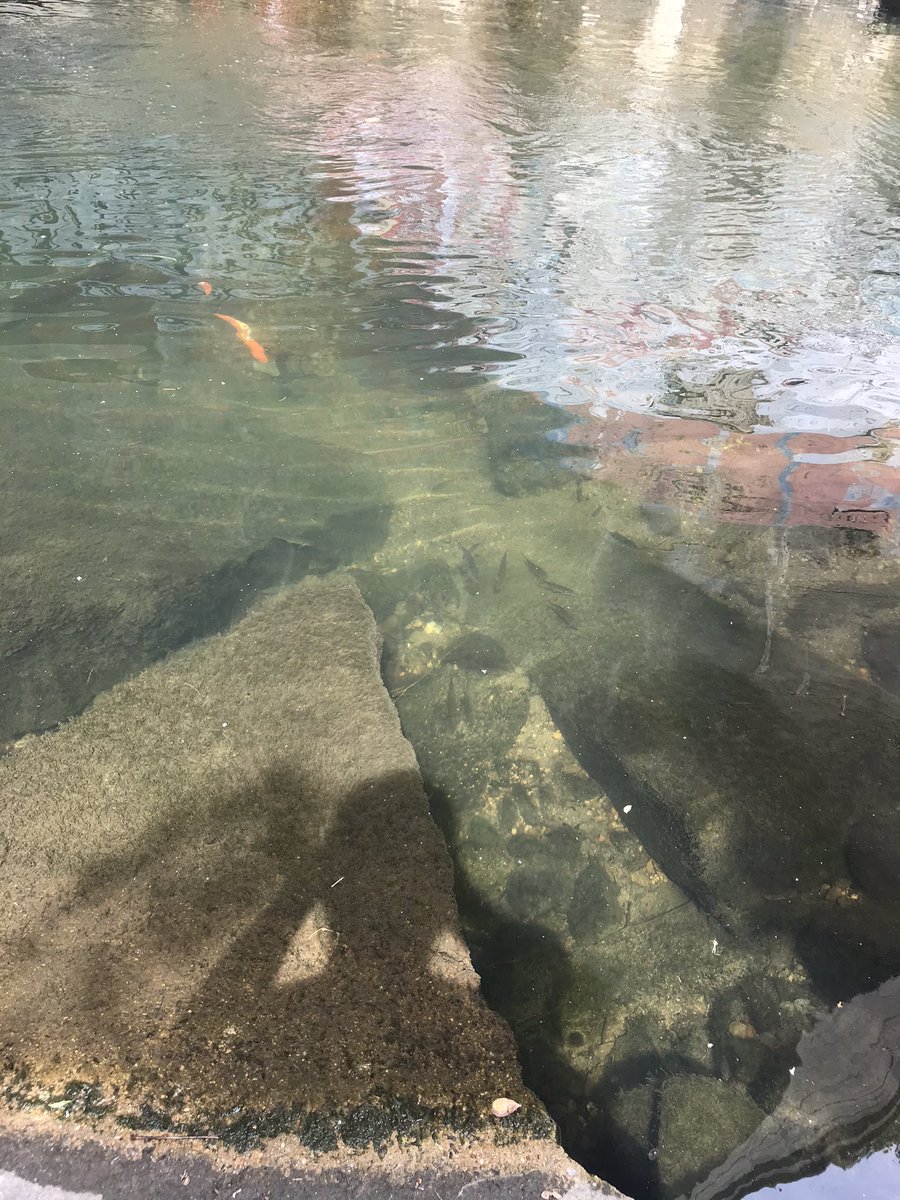 My little naturalist and I returned to our fav spot in Wyman. No rainbow trout but did see 1) mating ball of northern water snakes 2) several species of unidentified fish 3) discarded orange scooter . #Baltimore