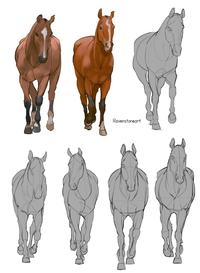 🕊Ravenstone Art🕊 on X: Front-facing horse studies, a lot easier than the  3/4 view!  / X