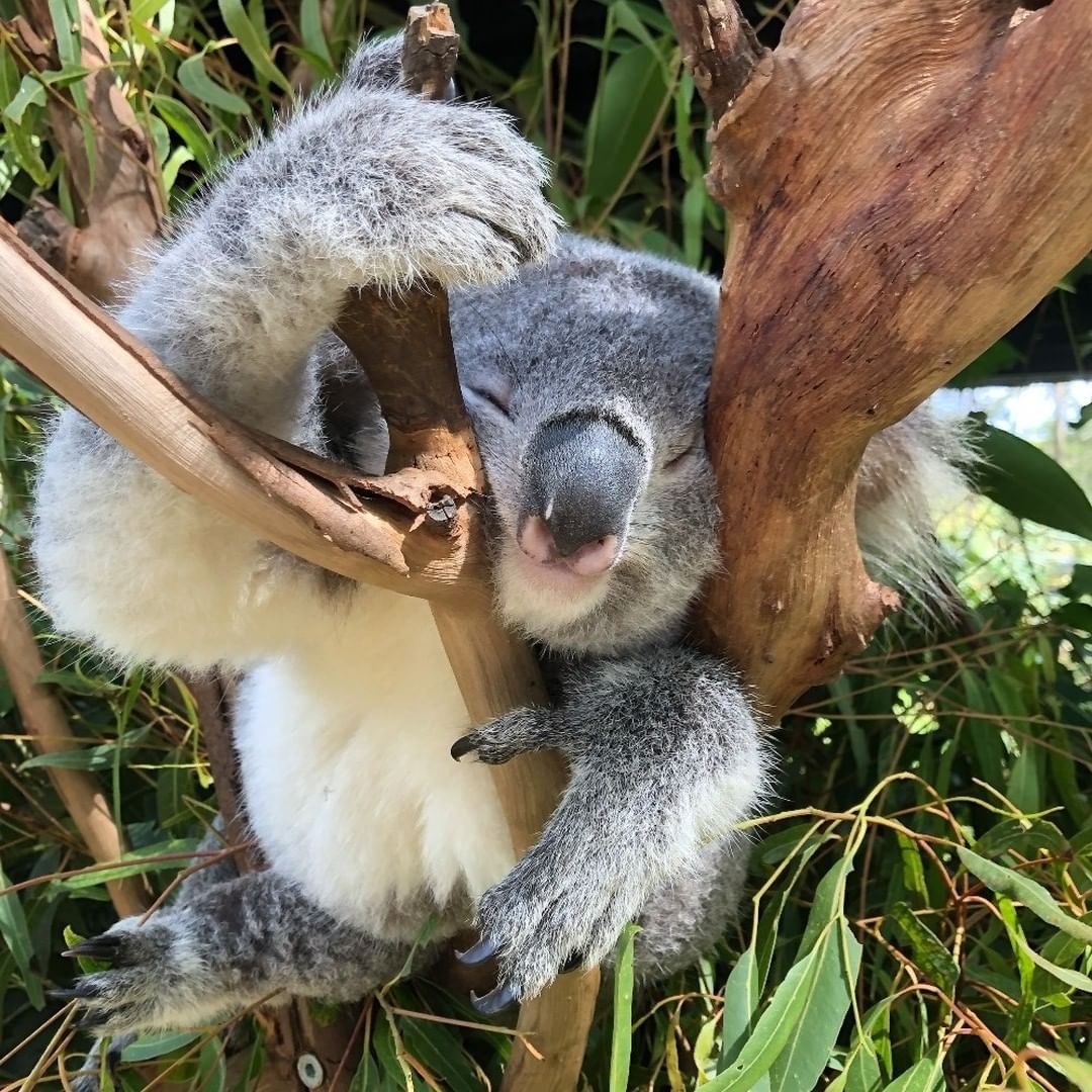 Trying to get out of bed in the morning like 😴🐨 

<a href="/Timswildlife/">Tim Faulkner</a> captured this sleepy #koala at the #AustralianReptilePark on <a href="/NewSouthWales/">New South Wales</a>' #CentralCoast, home to the Darkinjung people. #seeaustralia #visitnsw #lovecentralcoast #holidayherethisyear