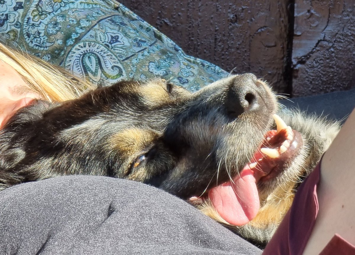 I've discovered #dogsoftwitter! You'll fint me on my phone, with a happy smile. #TongueTuesday #bordercollie