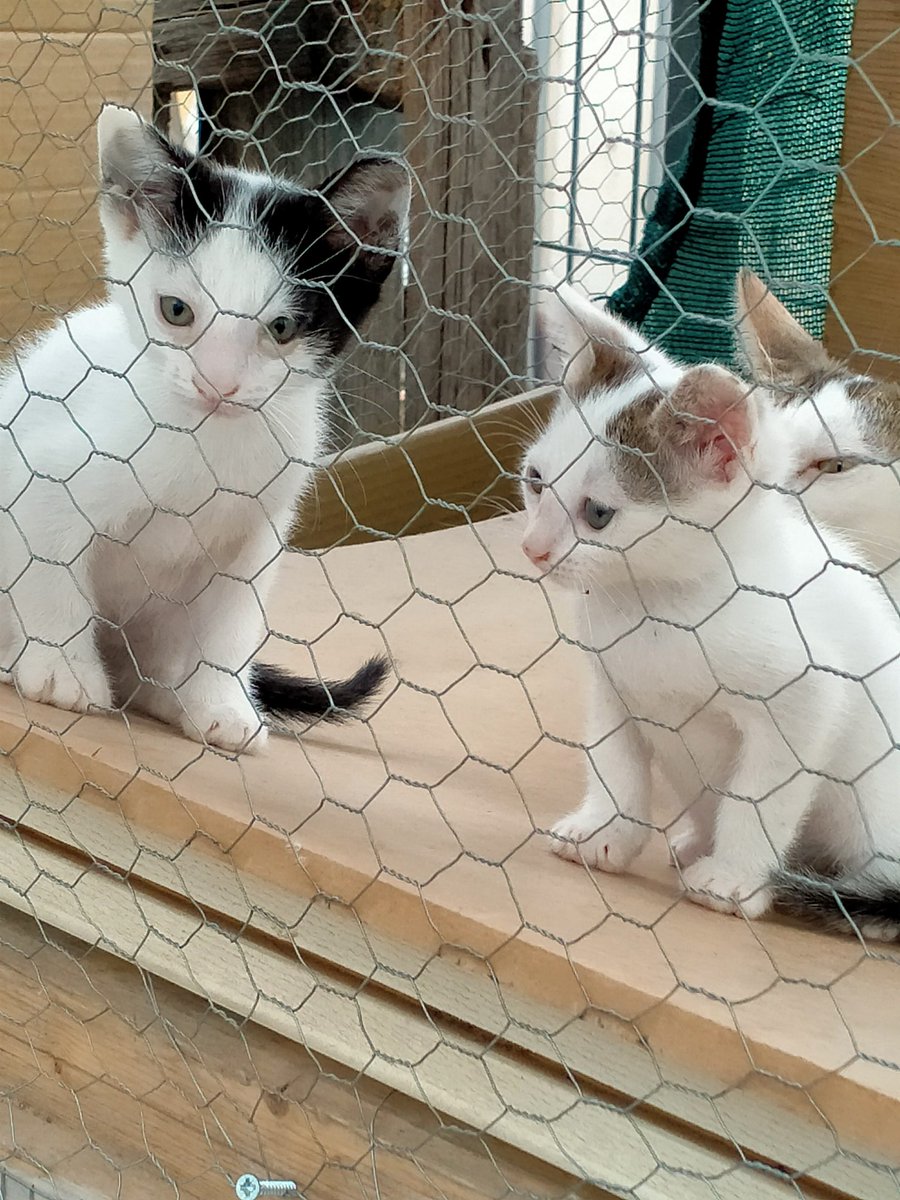 Solopar53137293's tweet image. #Balaguer #Lleida Aquests tres petits busquen una #AdopcionResponsable  Tenen sobre un mes i mig. S'entregaran passat els dos mesos. T'animes a reservar un dels tres 🐱🐱🐱 Pots contactar per DM amb mi o amb @Avelimelis