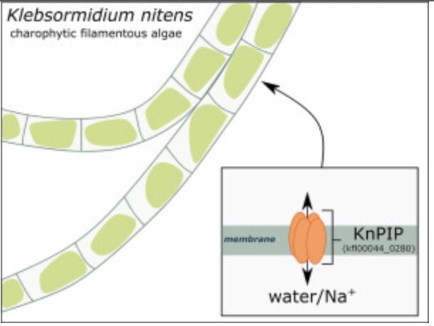 BotanicGeek's tweet photo. We found an algal aquaporin that can function as a water and ion channel, so these channels are in algae as well as higher plants &amp; animals, could it be possible that all types of organisms find having one of these types of channel useful? https://t.co/i8WXBw3pLx @Sam_McGaughey https://t.co/vICv0igDLS