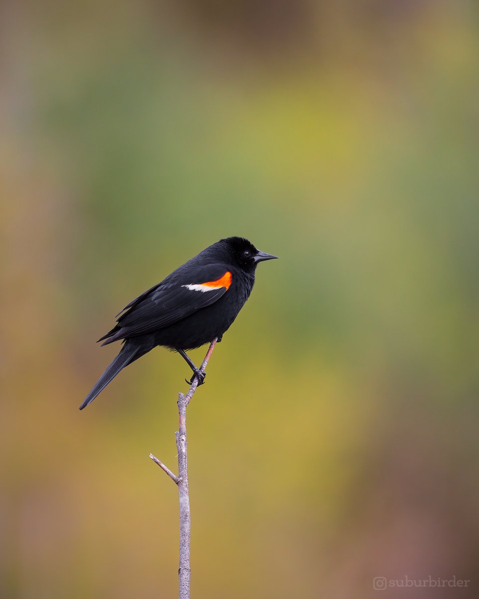suburbirder tweet media