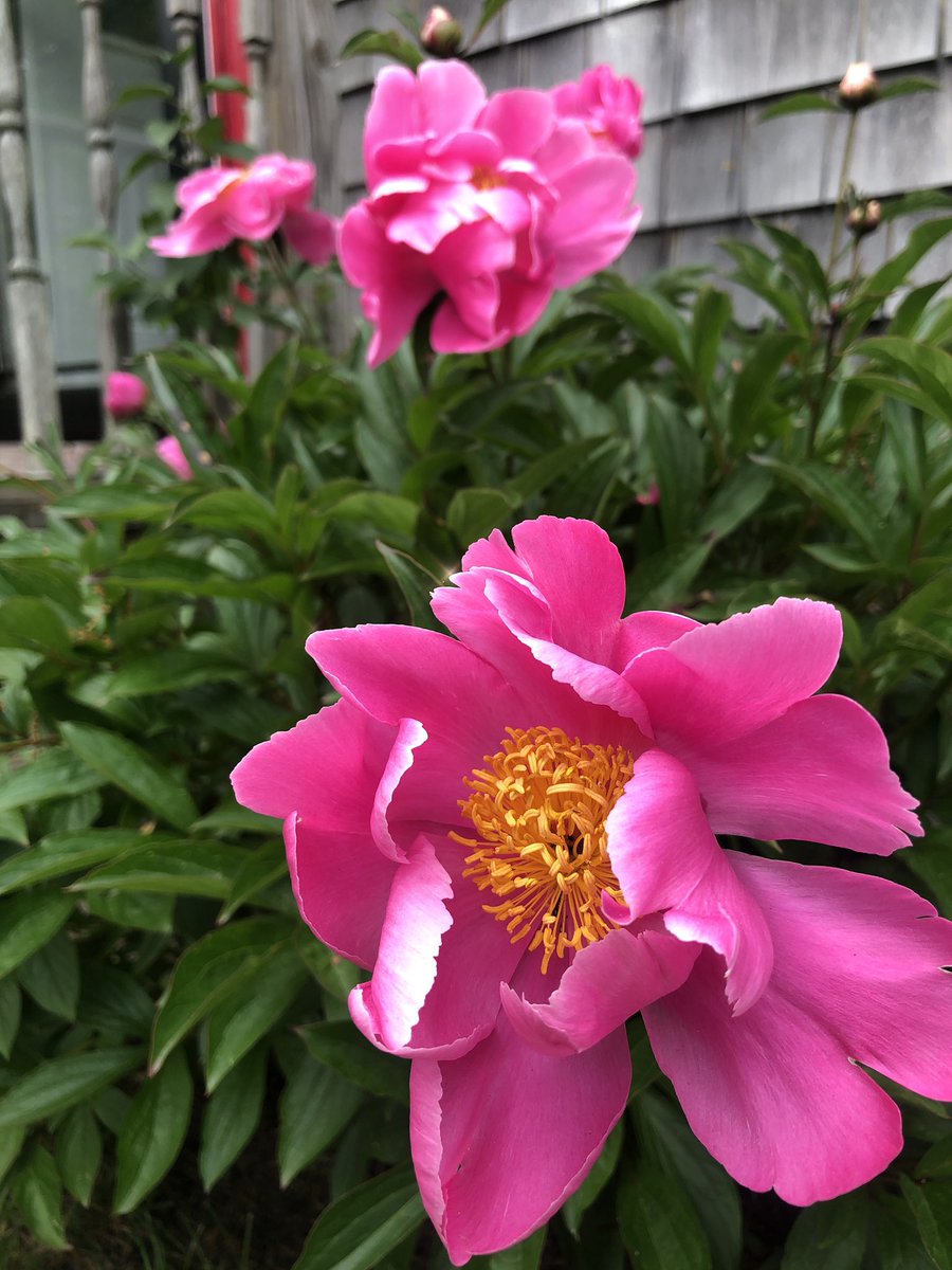 TheVillageCraz2's tweet image. My peonies are blooming early this year.. #peonies #capecodgarden #nature