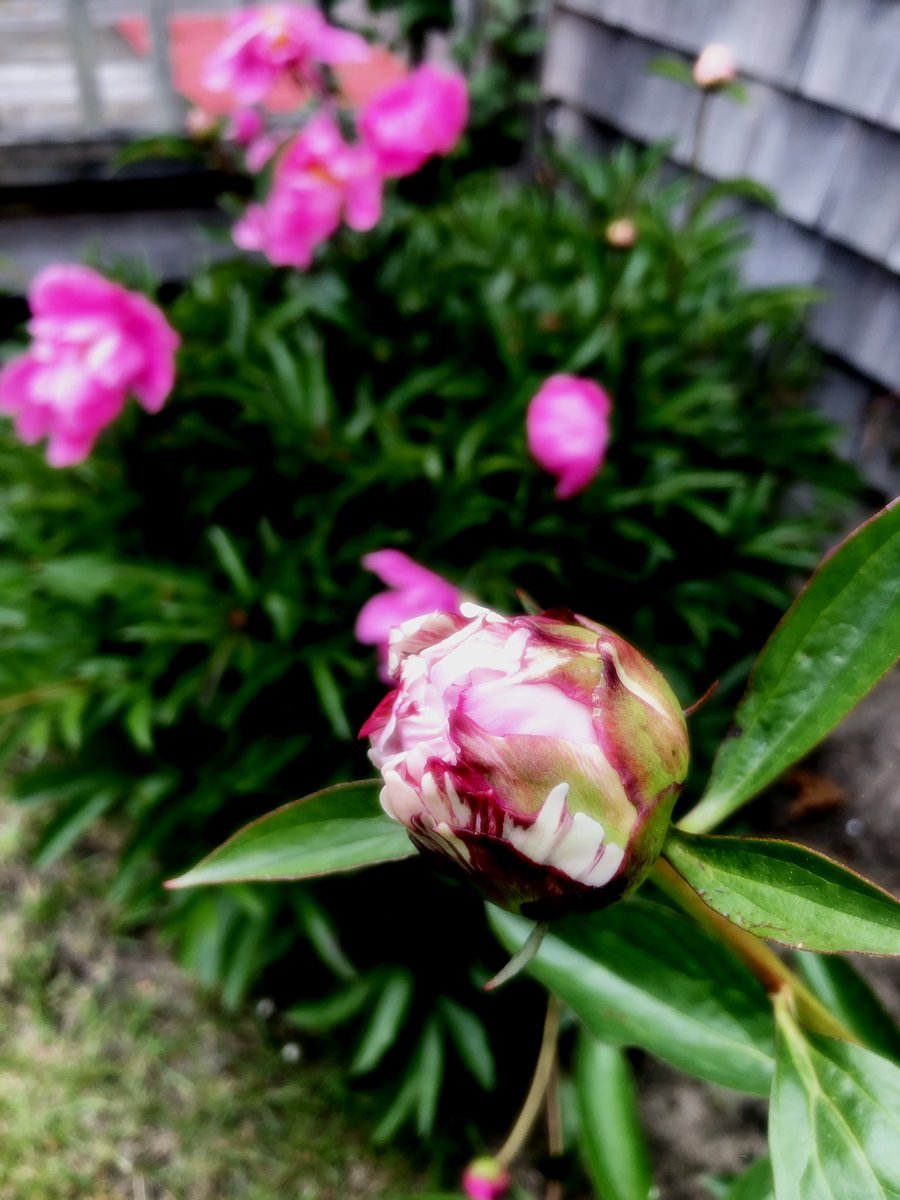 TheVillageCraz2's tweet image. My peonies are blooming early this year.. #peonies #capecodgarden #nature