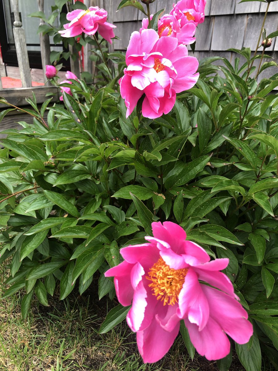 TheVillageCraz2's tweet image. My peonies are blooming early this year.. #peonies #capecodgarden #nature