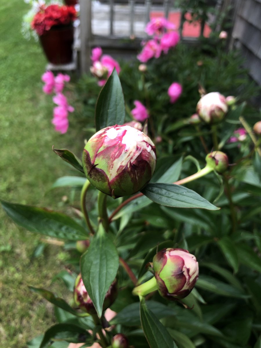 TheVillageCraz2's tweet image. My peonies are blooming early this year.. #peonies #capecodgarden #nature