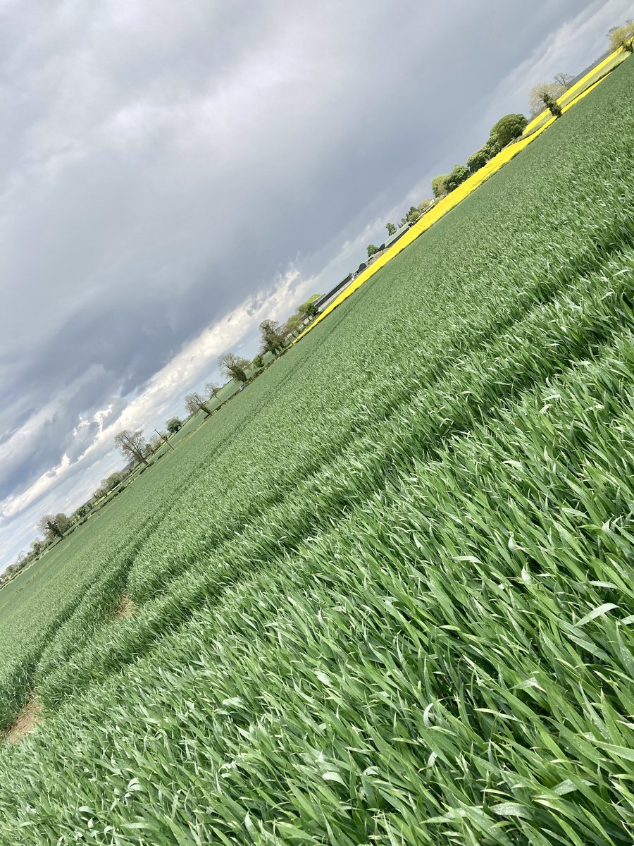 DeesideLtd's tweet photo. Increase in rainfall, and an increase in Septoria pressure 

The flag leaf spray remains the most beneficial in terms of yield response and correct timing remains critical in reducing this septoria

#Inatreq and #Revysol proving to be the top choice for many in Winter Wheat 🌾 https://t.co/V3ckLZpevZ