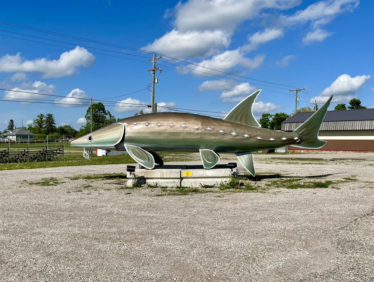 Midwest Modern on Twitter "RT JoshLipnik World’s Largest Sturgeon