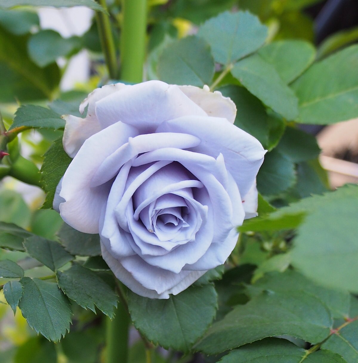 鷲尾 耽美系bl小説 Kindle Dmmブックス とらのあなで配信中 漫画背景資材配布中 今日は薔薇の日だとか では 今年咲いた薔薇たちで 青薔薇 ターンブルー 青龍 早朝 ブルードレス 青龍 白昼 薔薇 バラ Rose ばら バラの日 ローズ