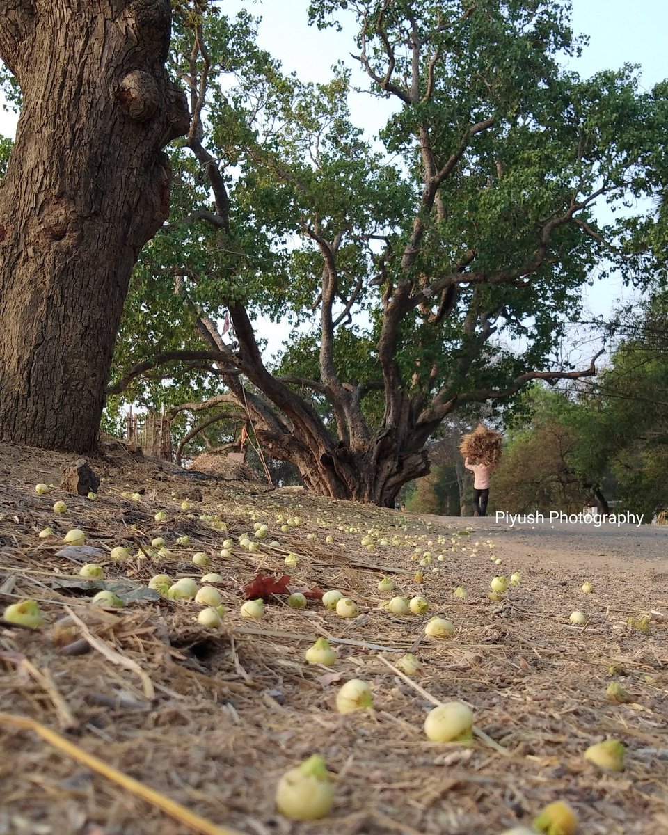 piyushvish1995's tweet photo. Good morning 🌄
#goodmorning #goodmorningpost #GoodMorningTwitterWorld #guraru #viswaloharphotography #breakfast #mahuatree #Focus #bbcearth #botany https://t.co/NsQFNrZ2Kv