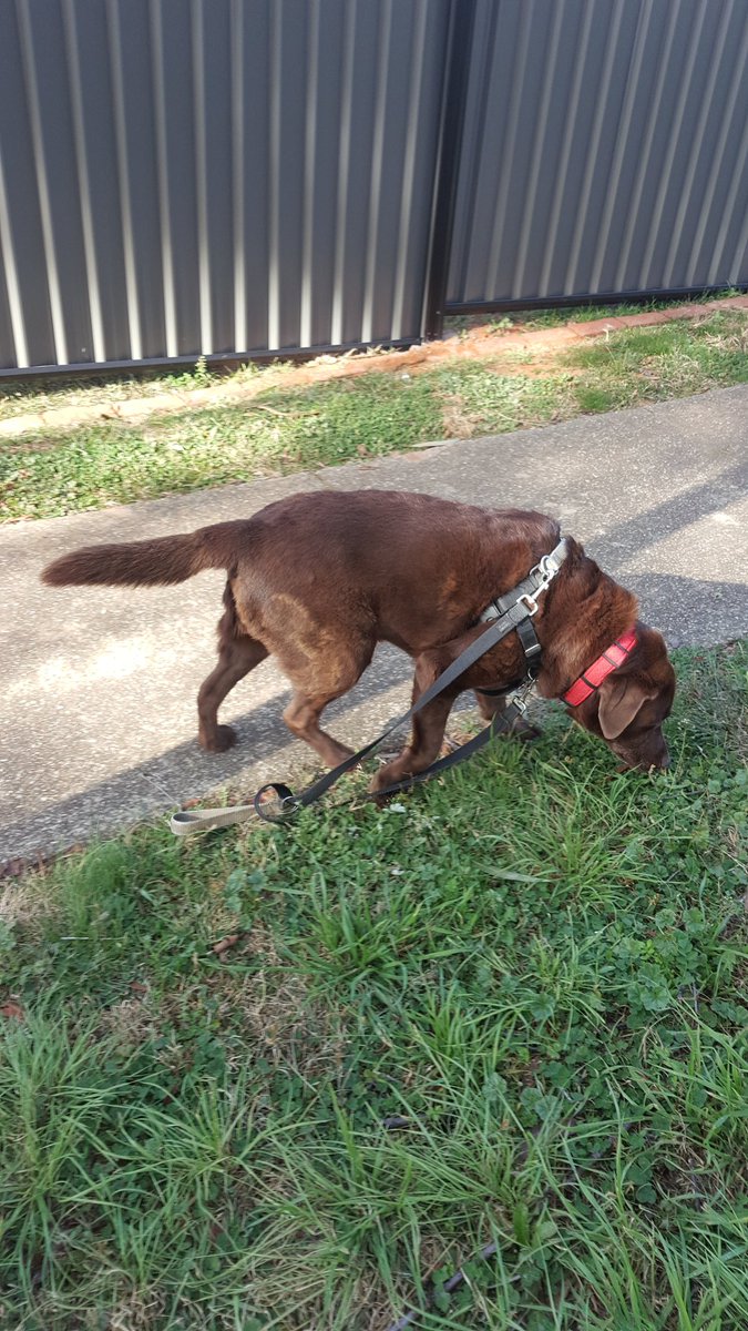 TwoDogHowl's tweet image. Happy 11th birthday to this assorted chocolate! Still young at heart,  loving walks, investigating sh*t and solving puzzles! Lots of treats for Hux today...two legs might have bubbles and cake!