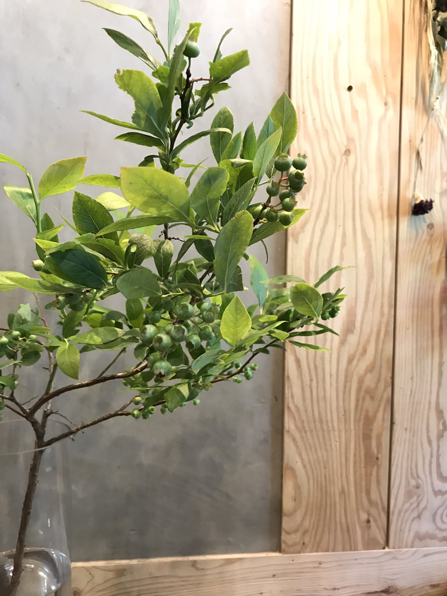 花屋 里乃彩 幸せが実りますように ブルーベリー 入荷 里乃彩 サトノイロ Flowers Plants Dryflower Flowershop Bouqet Flowerarrangement 花のある暮らし ドライフラワーのある暮らし 花屋 フラワーアレンジメント 花束 新潟 豊栄