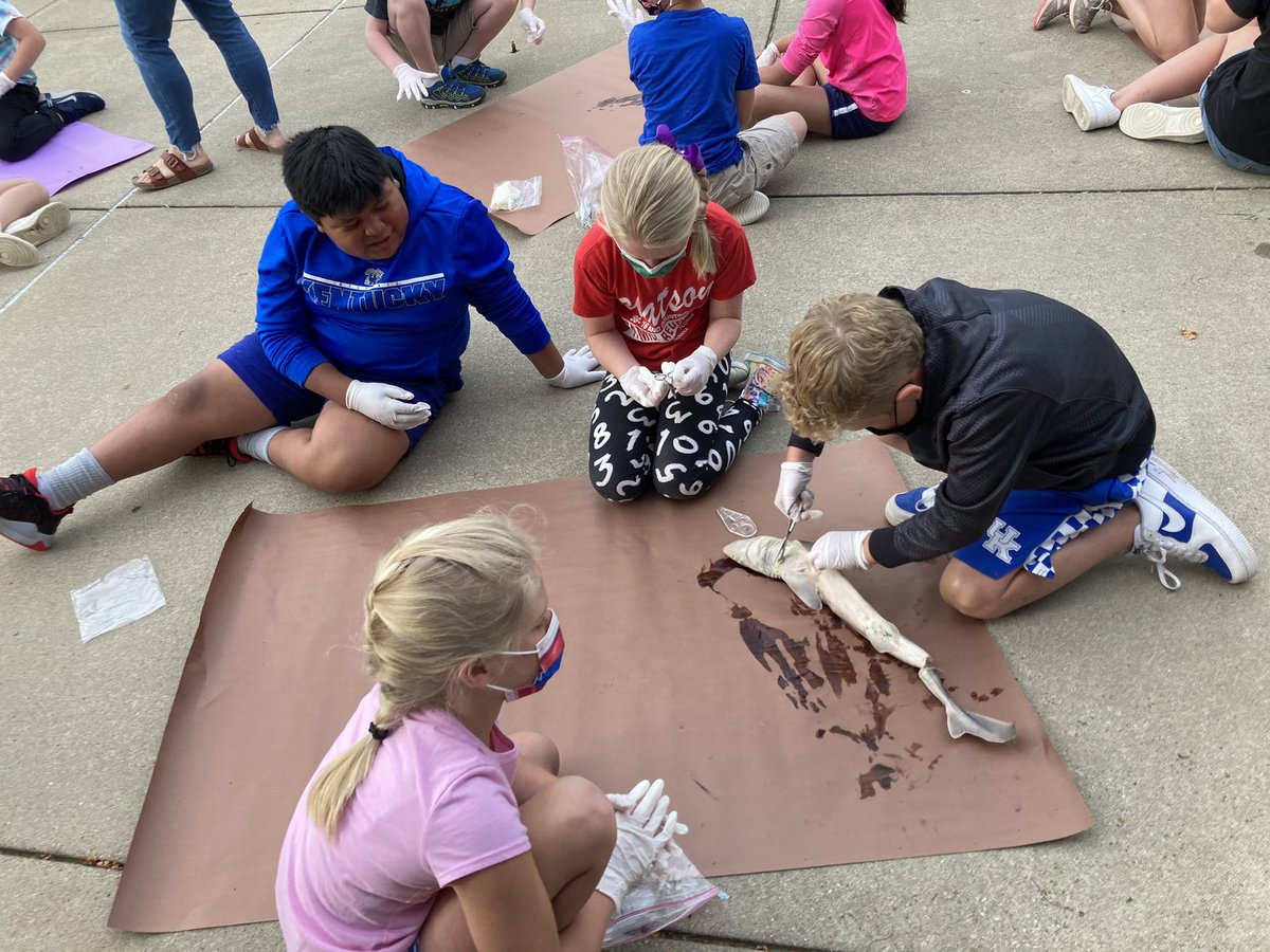 ErinMRoberts's tweet image. 4th graders @GoshenHillcrest learning about external and internal features while dissecting sharks 🦈#L1G4