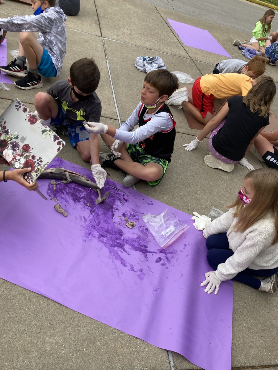 ErinMRoberts's tweet image. 4th graders @GoshenHillcrest learning about external and internal features while dissecting sharks 🦈#L1G4