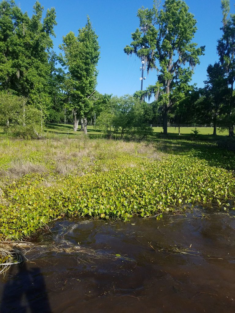RelongJoy's tweet photo. The start of the 2021 mowing season is nearly here, Is your lake facing the same situation now?Send to us and let's work it out together
#weedharvester
#mowingboat
#aquaticweed https://t.co/hm4NFkmdqK