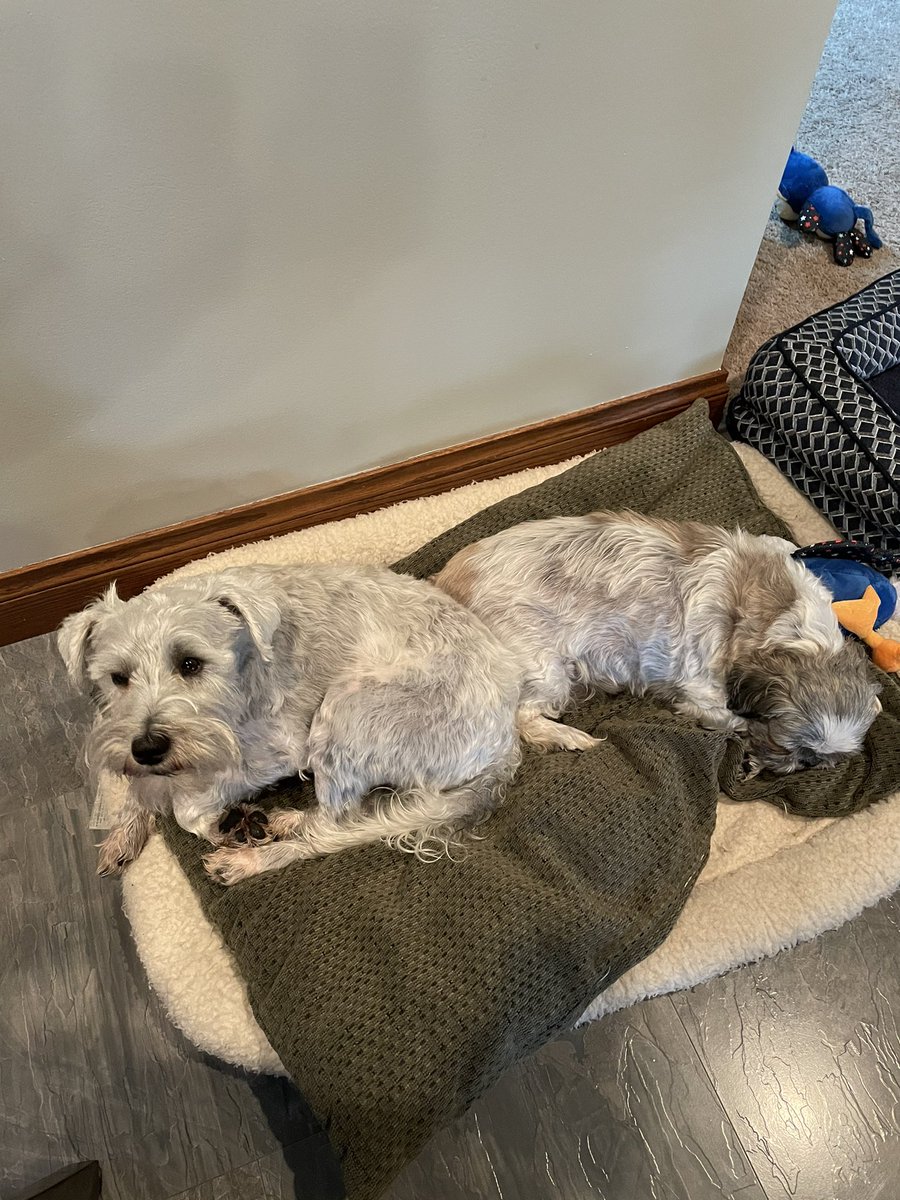 I was surprised that @KrayZDayZ wanted to share a bed with me for a nap while on vacay ❤️💞  #naps #SchnauzerGang #shihtzu #dogsoftwitter #MemorialDay2021