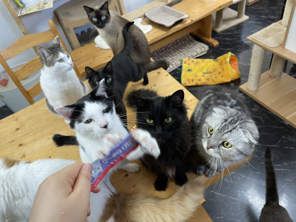 猫ママ ねこカフェ猫ちゃんの家 和歌山 猫カフェ Nyv5pdtsxbnajfp Twitter 猫ママ ねこカフェ猫ちゃんの家 和歌山 猫カフェ Nyv5pdtsxbnajfp Twitter