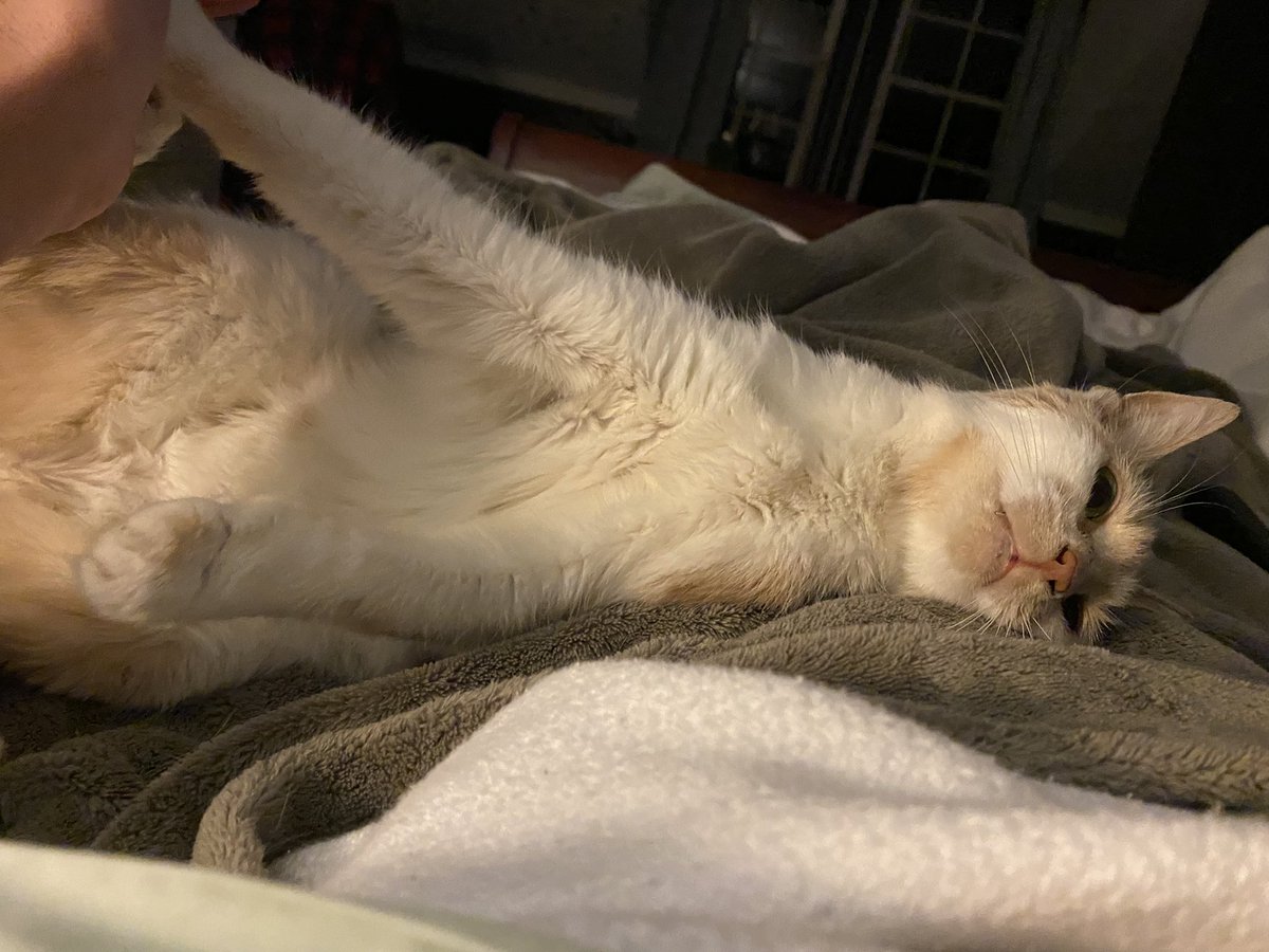ErinChancellor's tweet photo. “Enough.”
#16YearsOld #ForeverKitten #BeforeTheBite https://t.co/3OHIGuqOGZ