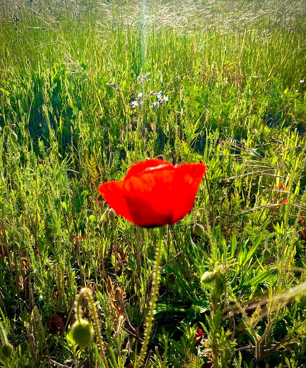 MichpicturesG's tweet photo. Superbe coquelicot,
Que le soleil rend tellement beau
.
#coquelicot #printemps #printemp #nature #NaturePhotography #naturelovers #naturephotograpahy #wildlifephotography #wildearth #Flowers #fleurs #flores #natureza #photography #Photographie #beauty #beautiful https://t.co/9Vt2hYx2uC
