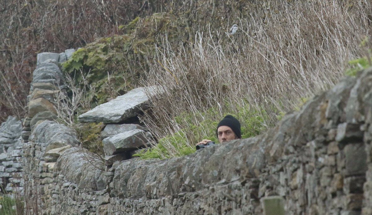 One of my group took this photo <a href="/NRonBirdObs/">North Ronaldsay Bird Observatory</a> last week while we were looking for the Great Grey Shrike...
I wondered why they were all waving frantically at me! 😂