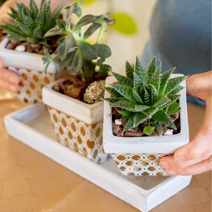 I made a list of 6 important things to know about growing succulent plants indoors.⁠
⁠
The first two are the most important, and they have to do with light and water.⁠
⁠
Click the link below to learn more!⁠
⁠
joyusgarden.com/succulent-plan…