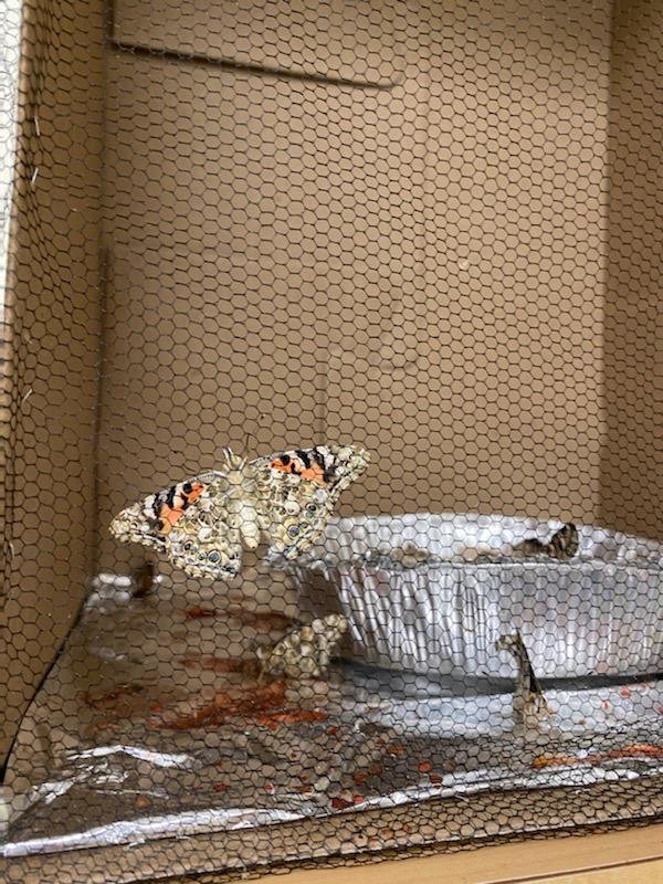 BowlingGreen3rdGrade tweet media