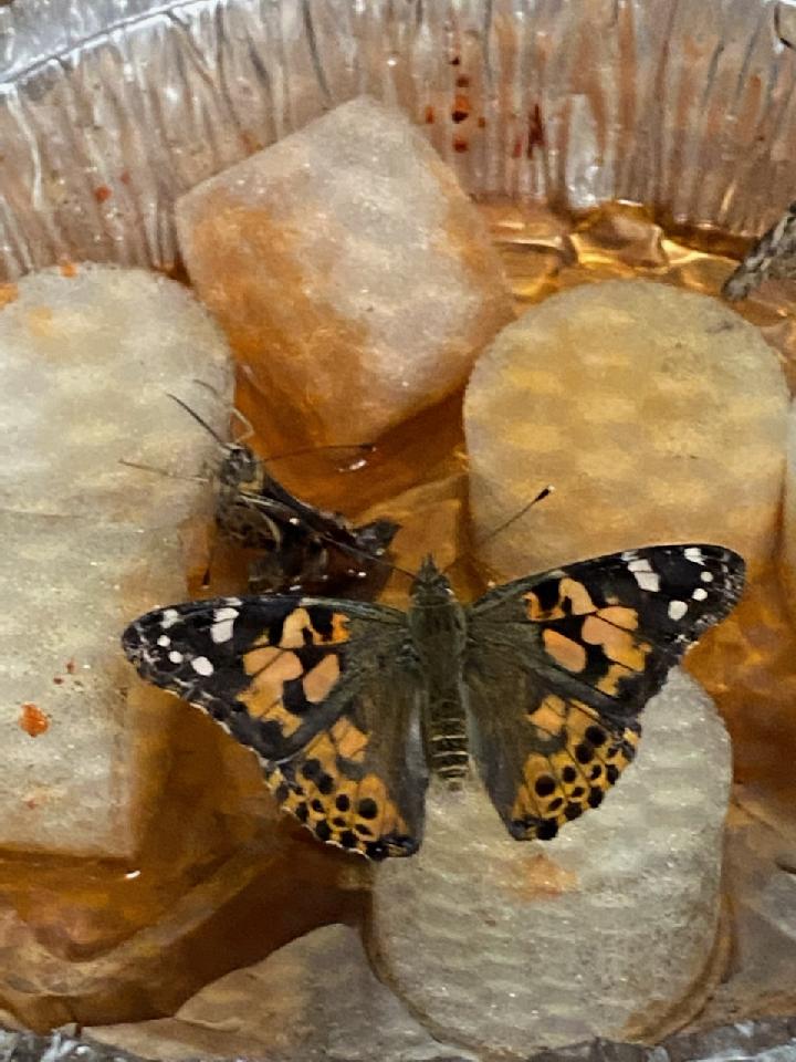 We have butterflies 🦋🙂