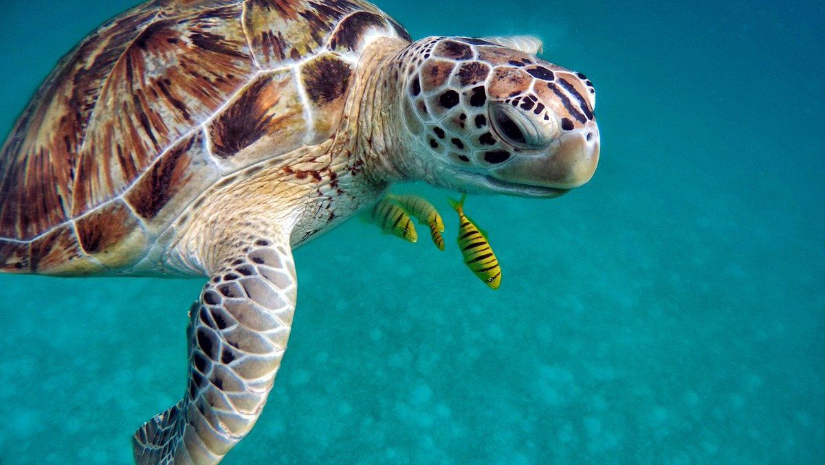 🐳 Welchen Einfluss hat jeder auf  das Leben unter Wasser? Eine Reise in die #Unterwasserwelt der #Meere mit Stefanie Sudhaus, Meeresschutzreferentin bei @SHBUND in einem Onlinevortrag des <a href="/vhs_dachverband/">Deutscher Volkshochschul-Verband (DVV)</a> am 🗓️ Mi., 09.06.2021, 19 Uhr 📌 Jetzt anmelden: buff.ly/3bUx2xr