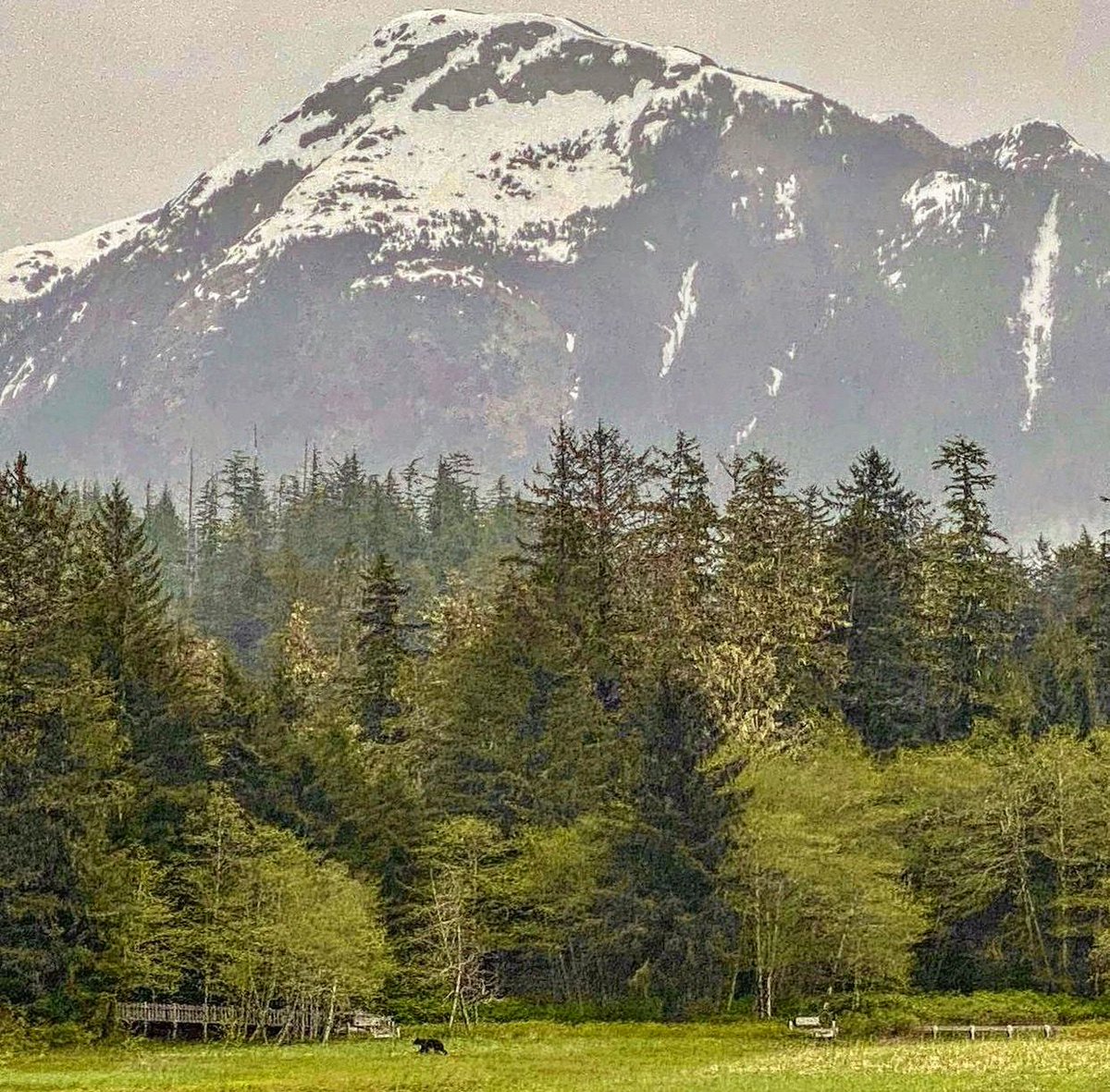 LanternStone's tweet photo. Let’s not forget we still live in Bear Country. When you’re out adventuring, BE BEAWY BEAR aware 🐻. We love this amazing shot of A bear spotted in a popular area at the end of the road. Tag a friend and see if they can spot him. #stonelanternhousesitka  #stargavin #sitkaalaska https://t.co/zT3lbfZ73l